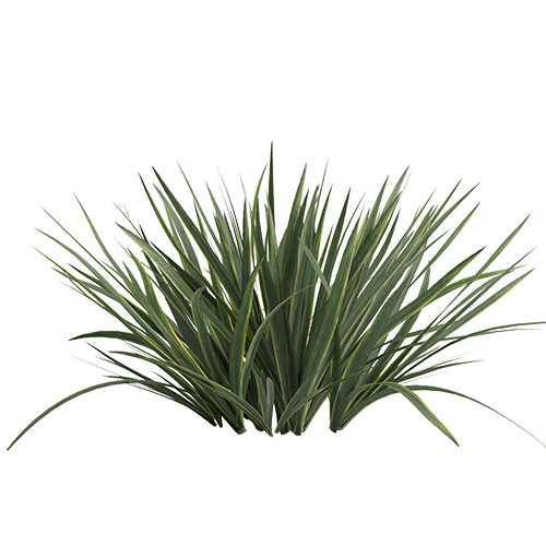 Natural ingredients of Swarnaprashan drops including Gold Bhasma, Brahmi, Shankhpushpi, Ashwagandha