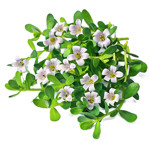 Natural ingredients of Swarnaprashan drops including Gold Bhasma, Brahmi, Shankhpushpi, Ashwagandha